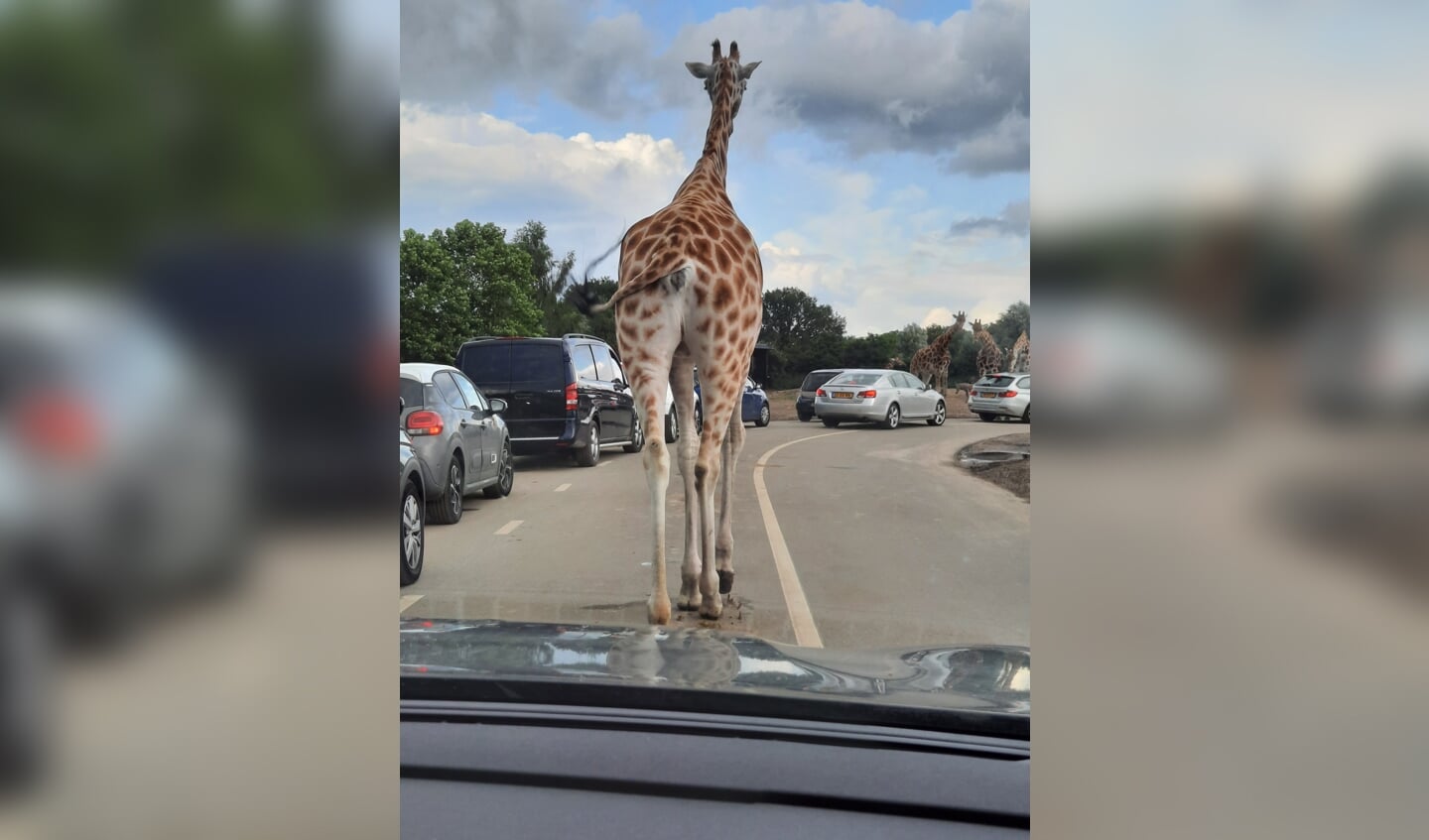 ,,Op Safari in de Beekse Bergen. Een beetje file.... een giraf op de weg.