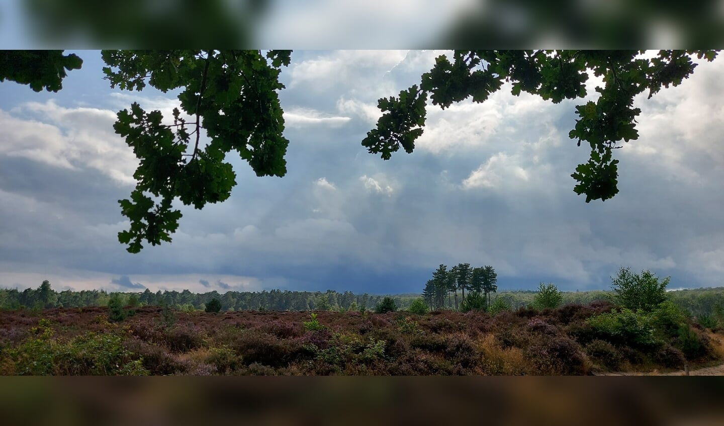De foto is afgelopen 22 augustus gemaakt tijdens een wandeling in Den Treek van de bloeiende heide. Zon, prachtige wolkenpartijen en een beetje regen vergezelde ons tijdens een heerlijke wandeling.