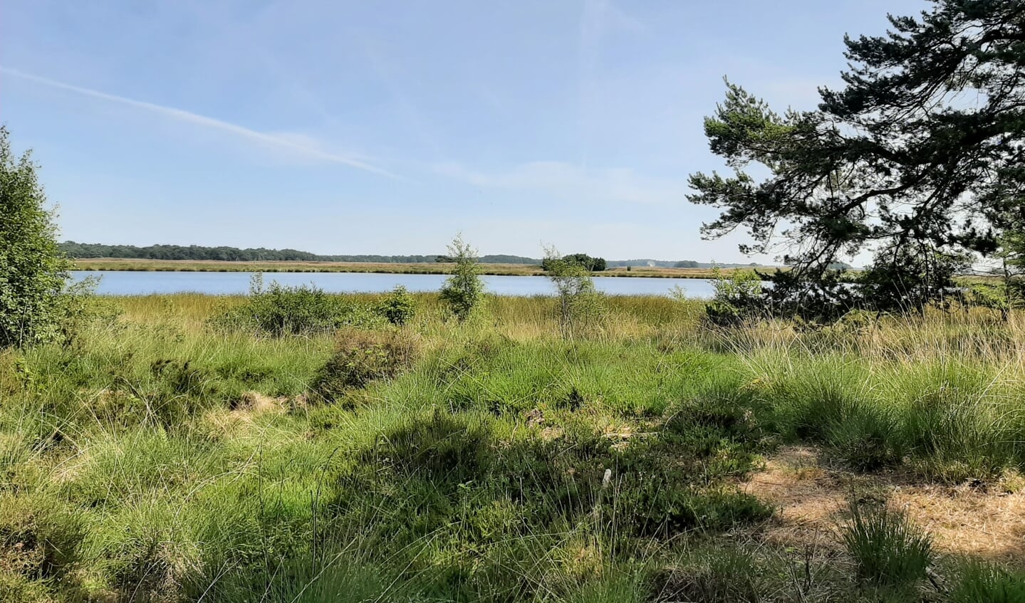 Deze foto is genomen in het Nationaal Park Dwingelerveld nabij Ruinen op 28 juni 2021 12.13 uur.