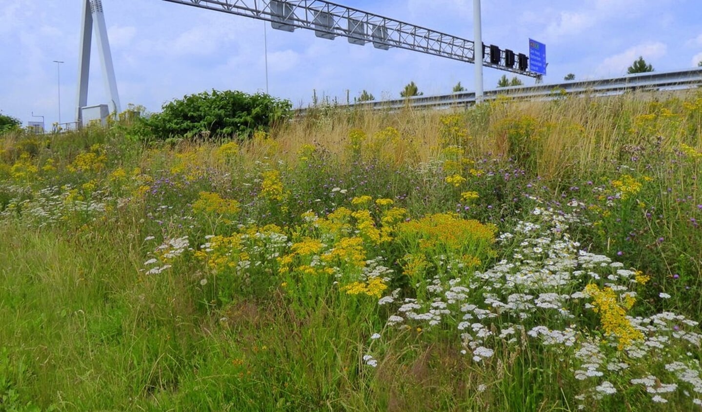 Uitbundige bloei onderaan de berm van de A12 in Driebergen op 10 juli 2021. 