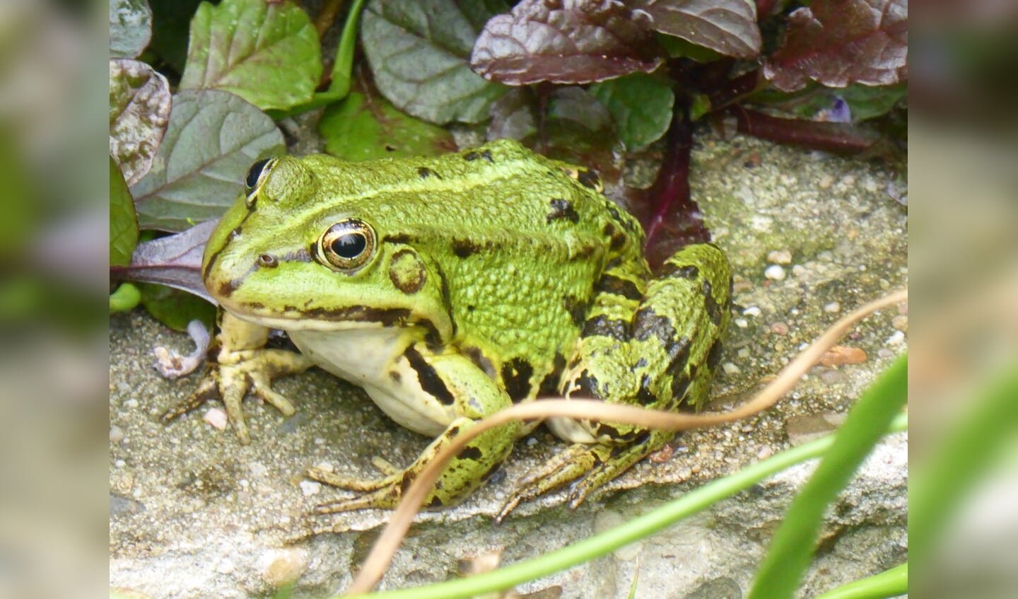 ,,Fauna in mijn eigen tuin bij de vijver. Dit is één van de zeven mooie groene kikkers waarbij je in zijn oog mijn reflectie ziet.