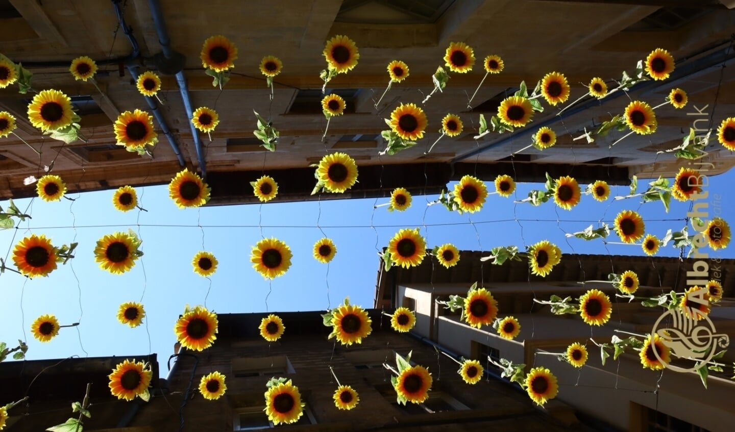 ,,De zonnebloemen vallen uit de lucht in Avignon, Frankrijk, bij 32 graden.