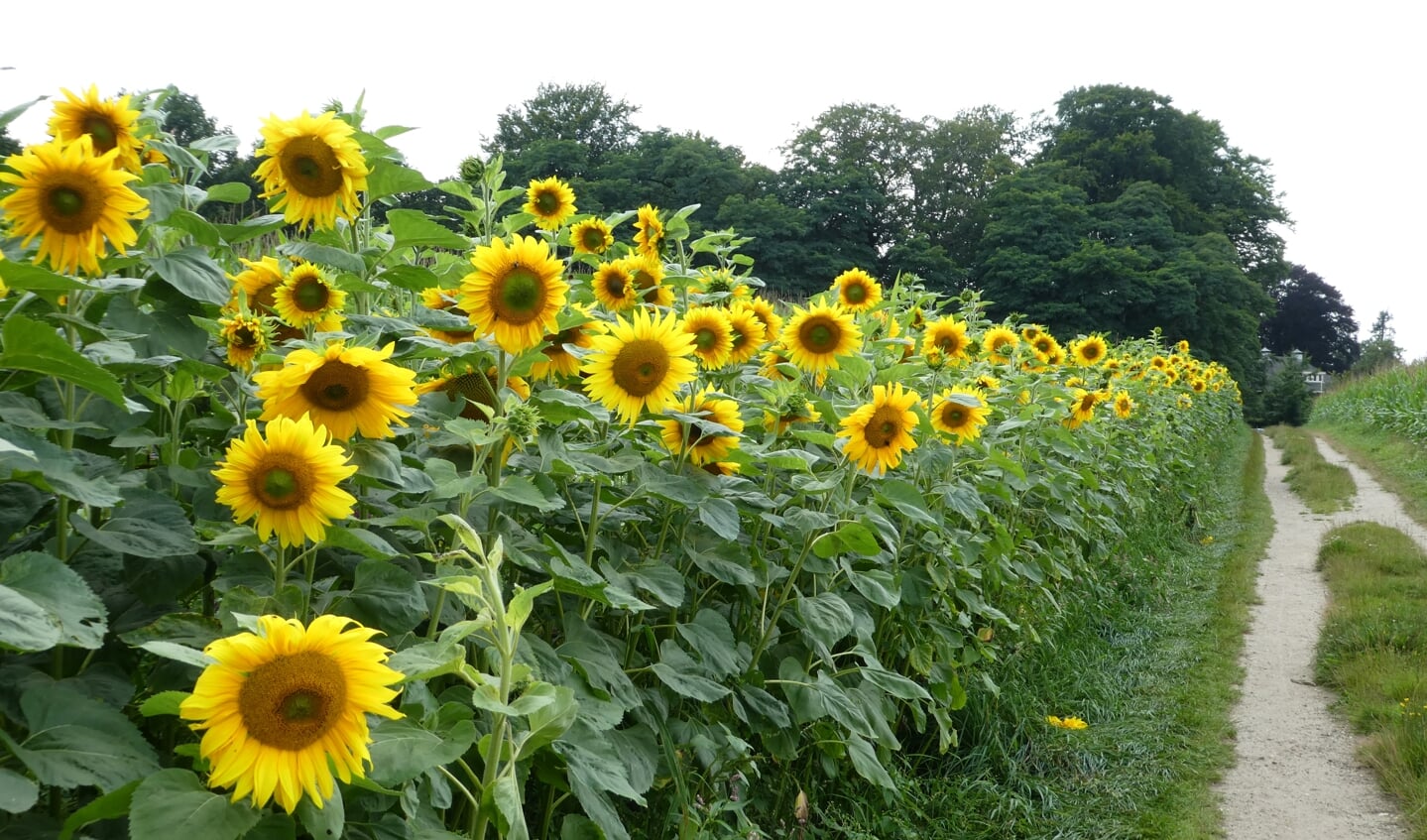 Tijdens  onze klompenpadwandeling (het Rosandepad ) in Oosterbeek op 4 augustus zagen we deze prachtige zonnebloemen.