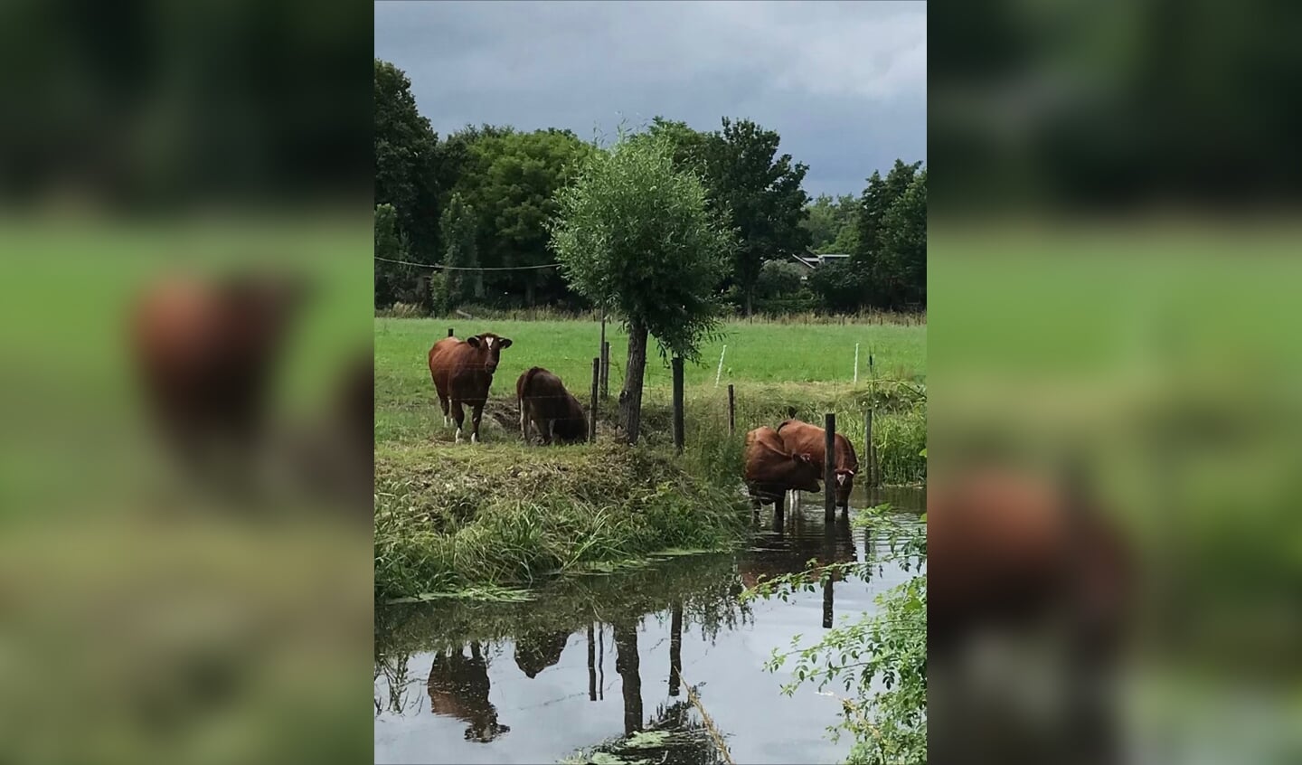 ,,Deze foto is gemaakt op 5 juli 2021, van jonge koeien langs de Langbroeker wetering. Toen was het erg warm en deze jongedames gingen, net als wij, pootjebaden!
