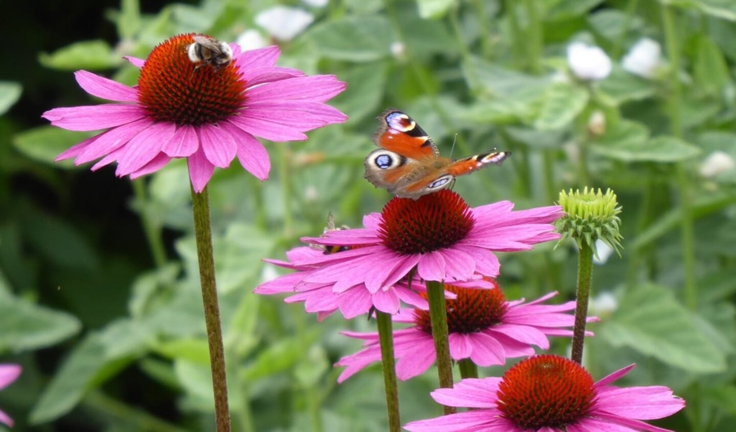 Dagpauwoog en hommel op 'zonnehoed'. Gespot in Driebergen.