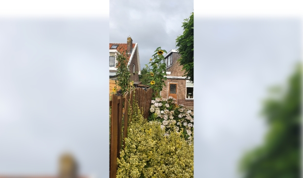 de hoogste zonnebloemen van Sliedrecht