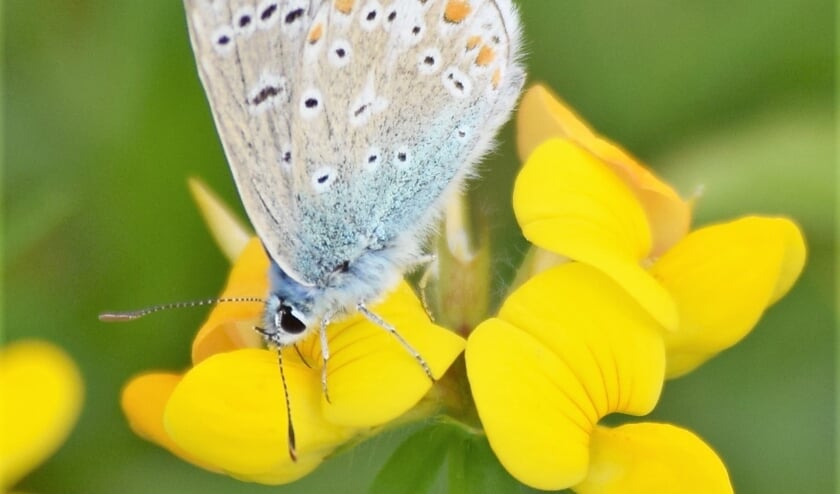 Icarusblauwtje vlinder