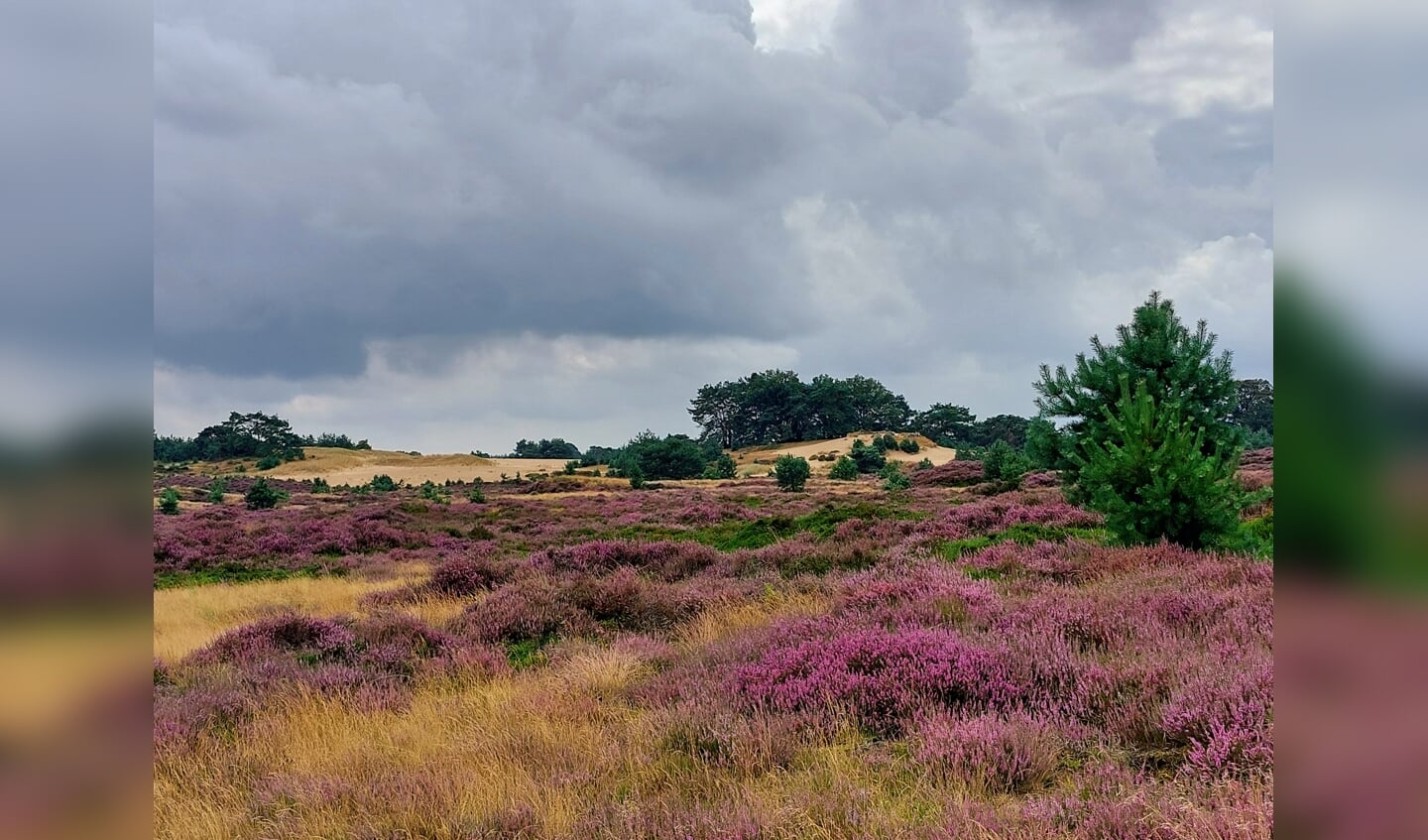 Een echt Drents landschap in augustus gemaakt op 
20 augustus bij het Drents-Friese Wold.