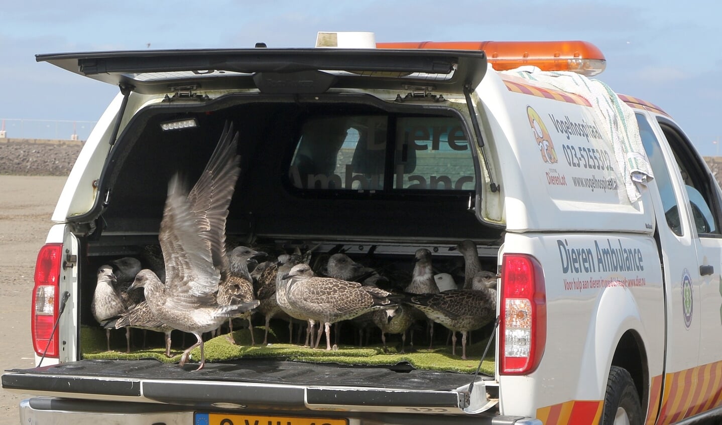 Dit spectaculaire en emotionele moment bij de zuidpier is één van de jaarlijkse hoogtepunten van het Vogelhospitaal en haar vrijwilligers.