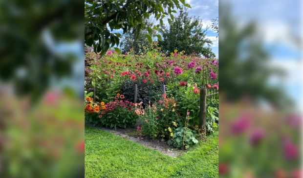 Dahliatuin