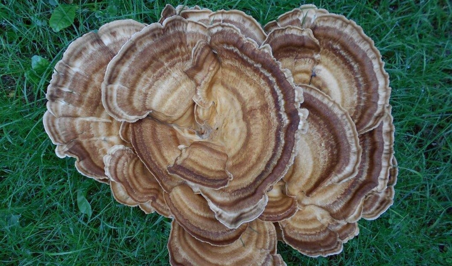 ,,Af en toe een buitje regen en er ontstaan de mooiste paddenstoelen. Foto gemaakt in Maarn."