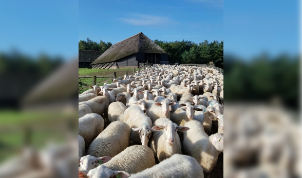 De Schaapskudde van de Ermelosche Heide