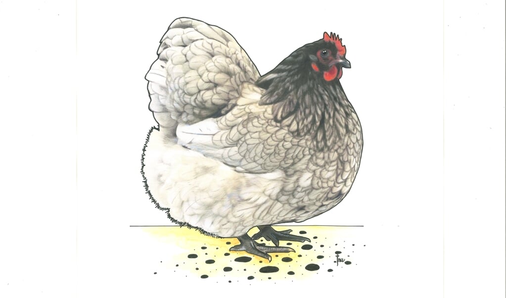 De afbeelding van de Orpington, een groot Engels kippenras. Deze komt te staan op het bordje van de Orpingtonlaan in Veller.