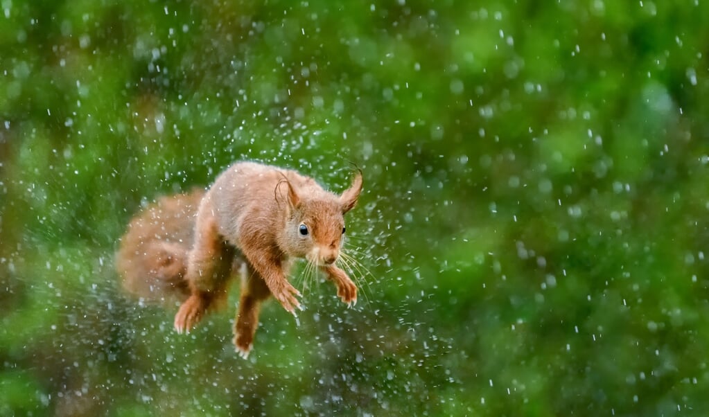 Een eekhoorn schudt tijdens een sprong in de stromende regen zijn vacht uit