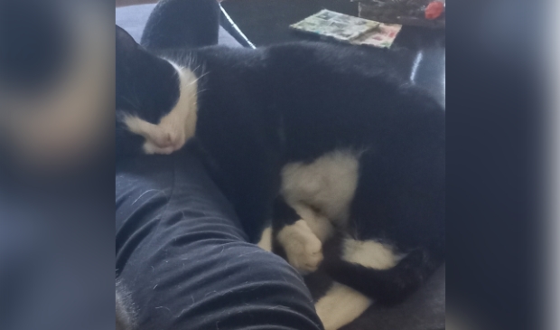 Vermiste kater Kootwijkerdijk Kootwijkerbroek