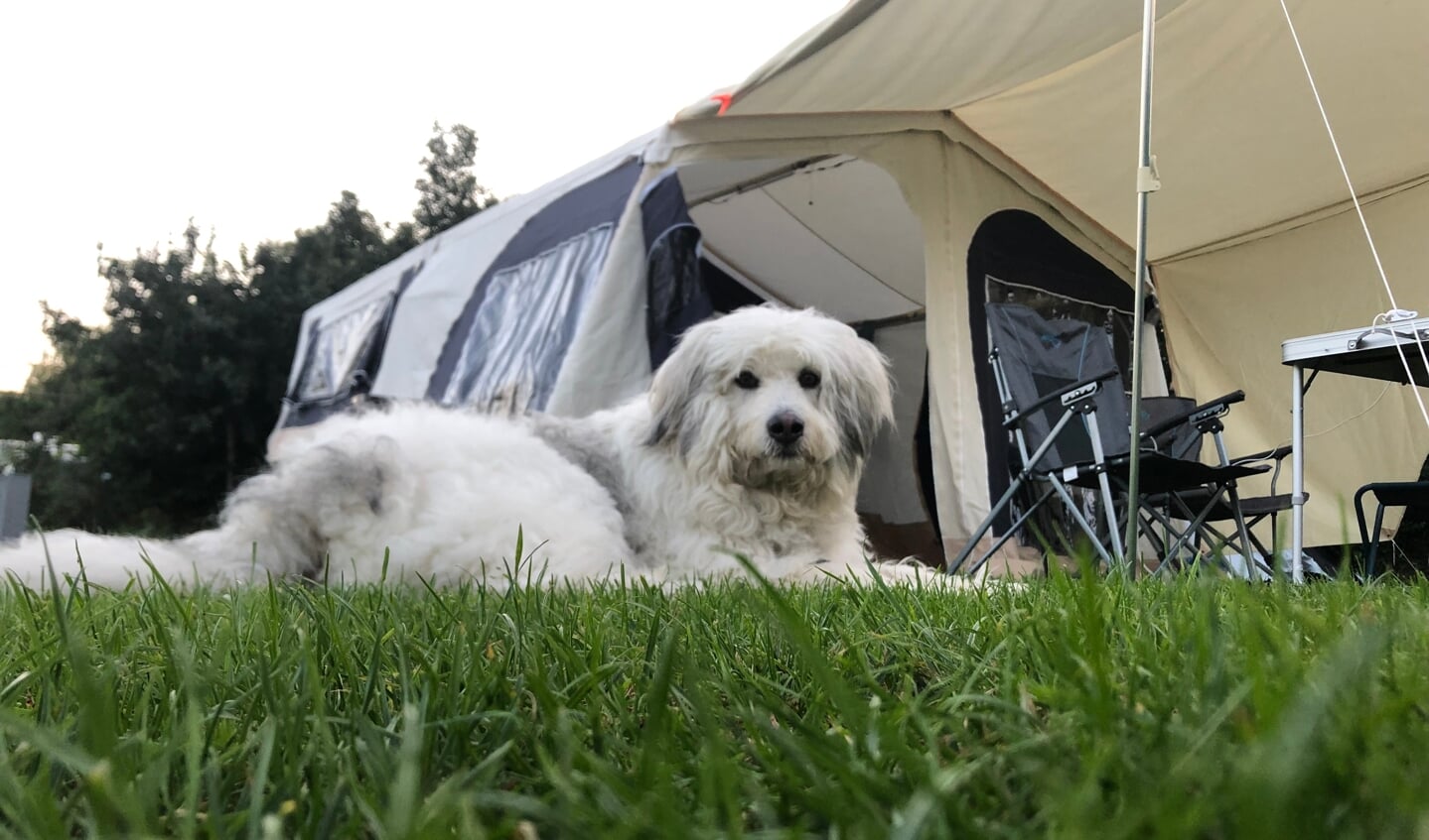Hond Milo is klaar voor een weekje kamperen in Hardenberg, juli 2021.
