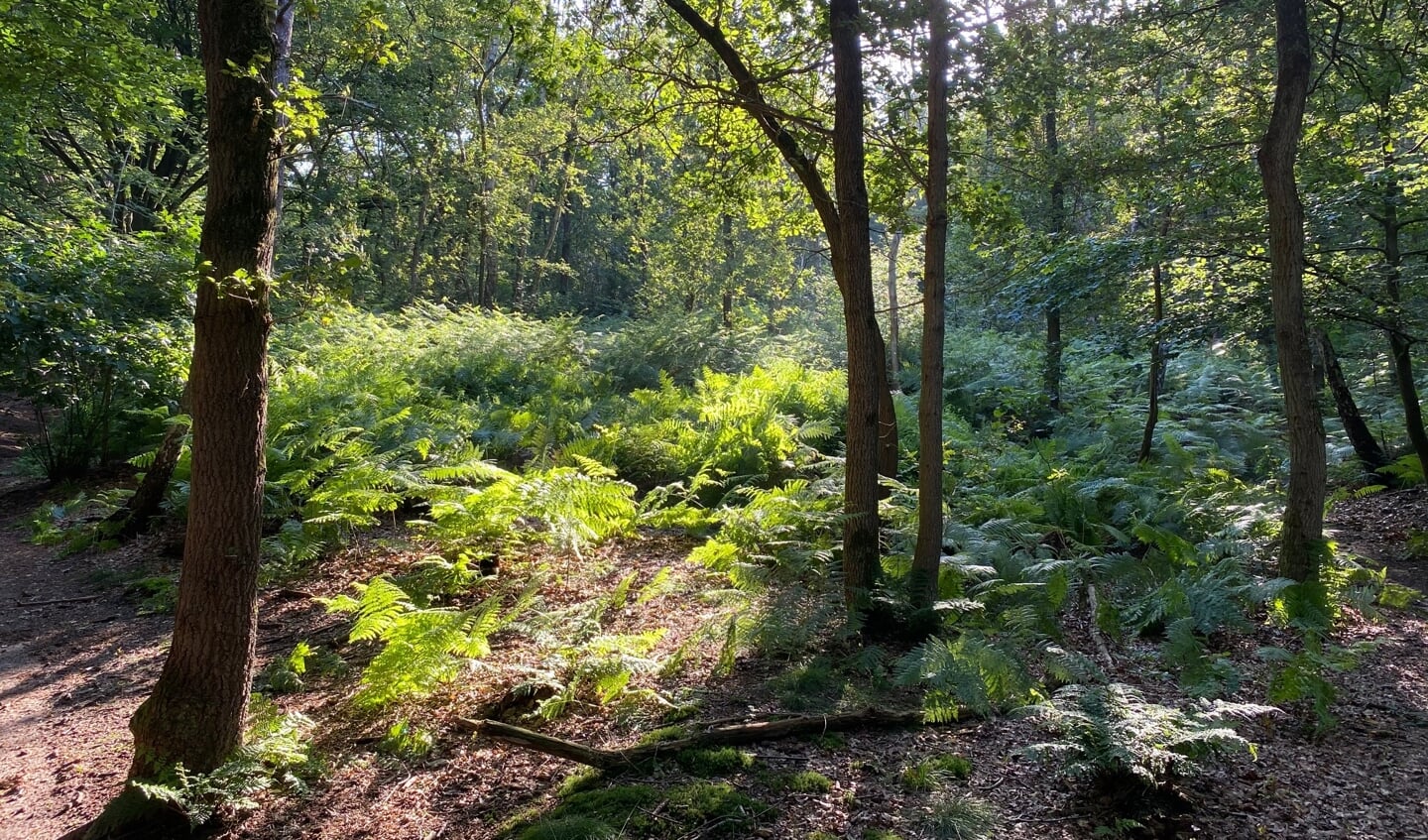 Zondagmorgen 18 juli in het Amerongse bos. De zon komt net door de bomen.