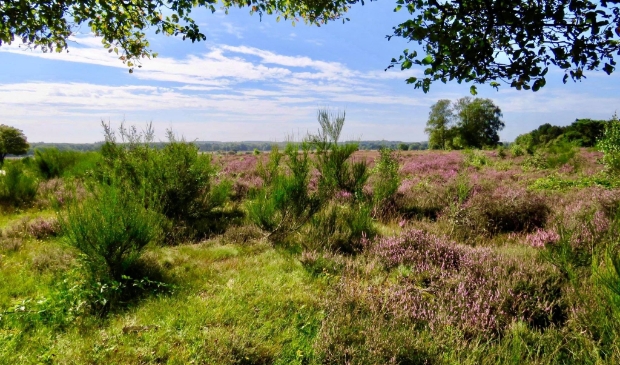 Zuiderheide met Zicht op het Bluk, de Grafheuvels, het Laarder Wasmeer en Hilversum