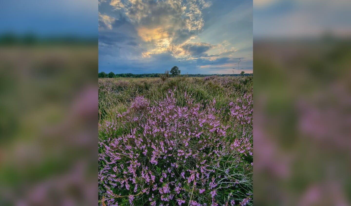 de Ginkelse Heide op 3 augustus 2021. De eerste heide van het jaar staat in bloei. 