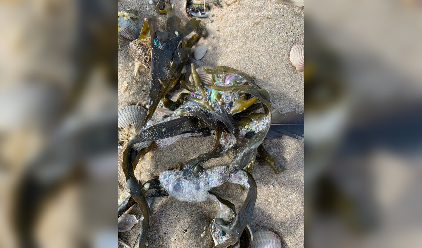 ,,Dit stuk zeewier is aangespoeld en door het schuim zijn allemaal mooie kleurtjes ontstaan op 14 augustus op Texel.