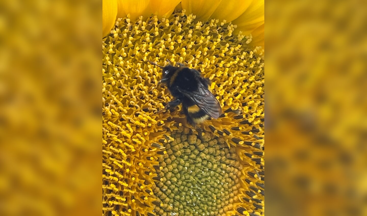 Deze hommel geniet!