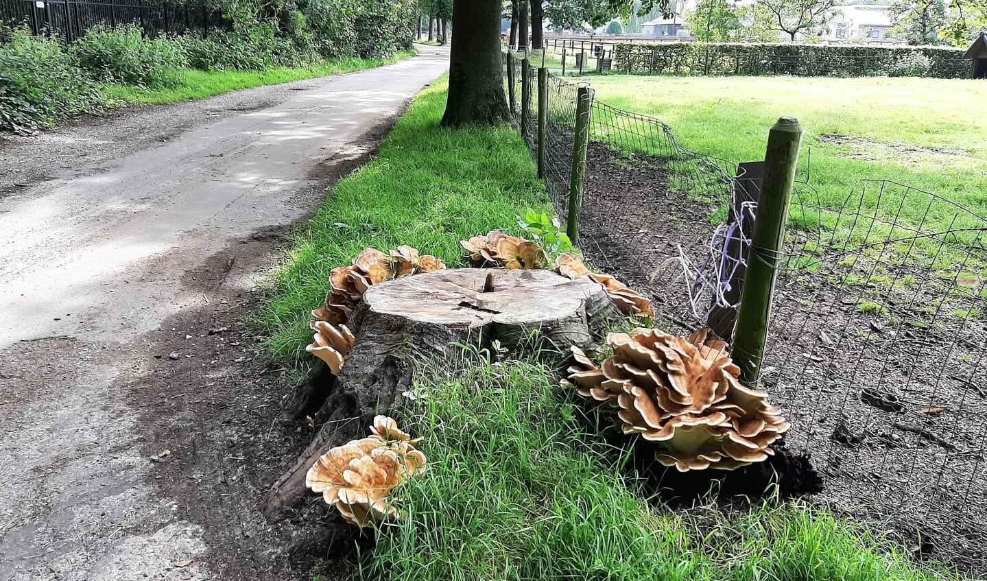Het is 30 juli 2021, hartje zomer, maar door de vele regenval van de afgelopen dagen schieten de paddenstoelen en zwammen al uit de grond. Deze foto is genomen op de Molenweg te Doorn.
