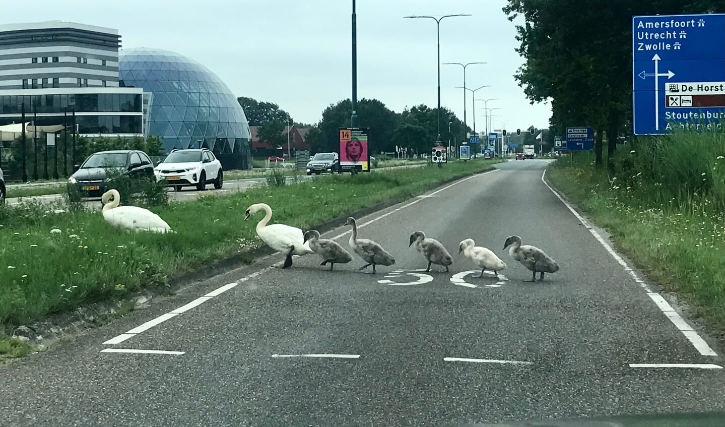 Onderweg in Leusden kwam ik op 14 juli  deze zwanenfamilie tegen. Rustig, beheerst en zelfverzekerd namen ze de tijd om de Randweg over te steken. Onmiddellijk moest ik aan de zomerfotowedstrijd denken: ,,De eerste schooldag weer na de zomervakantie. Kom, jongens, vandaag weer allemaal lekker naar school!”