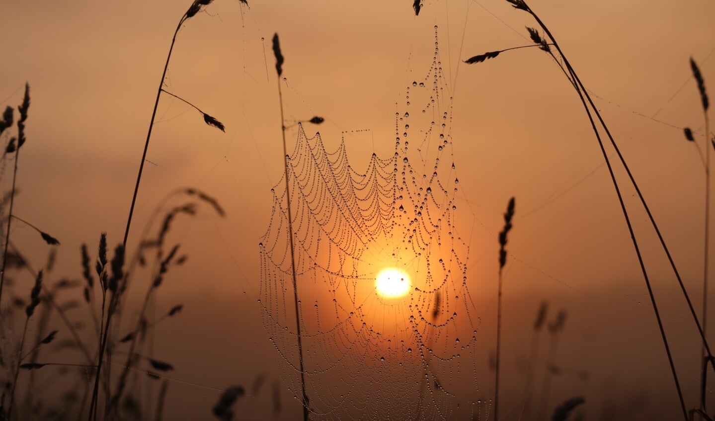 'Zonsopgang gevangen in web', gemaakt op 21 augustus bij zonsopgang op het veld achter het Grote Bos in Stameren/Doorn. 