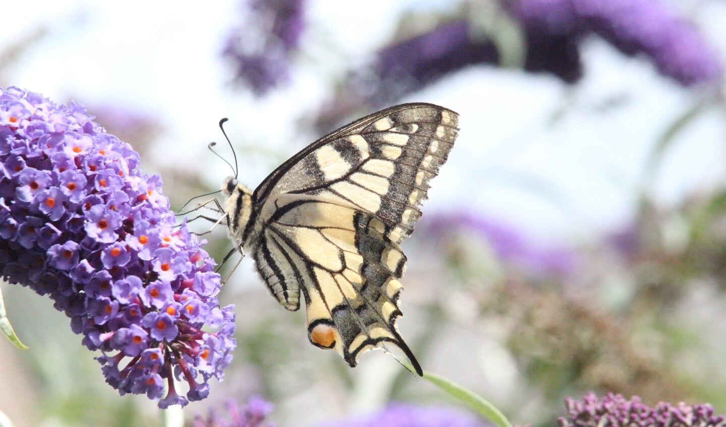 ,,Tijdens ons dagje uit in Giethoorn op 2 augustus, had ik het geluk deze Koninginnepage te kunnen fotograferen op een vlinderstruik.