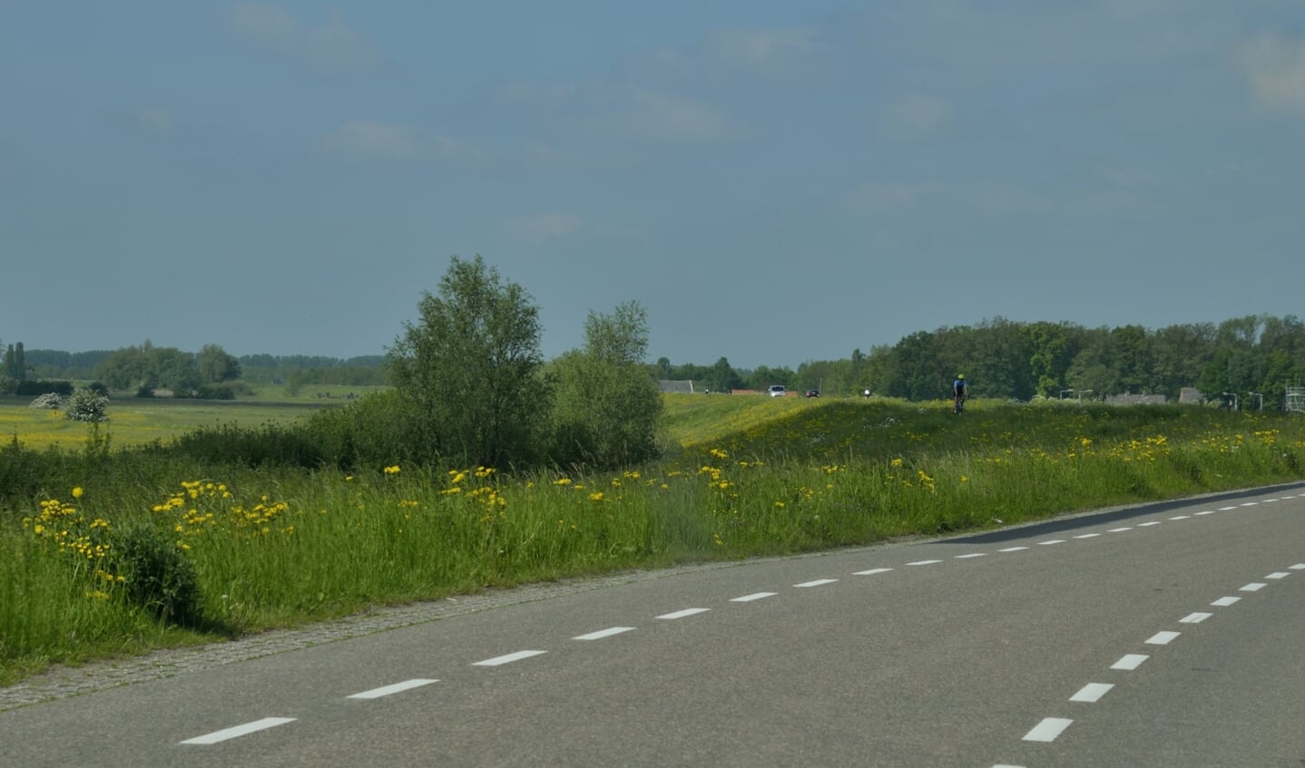 Uitbundige boterbloemen aan de Lekdijk bij Amerongen ter hoogte van het ooievaarsnest op 29 mei 2021.