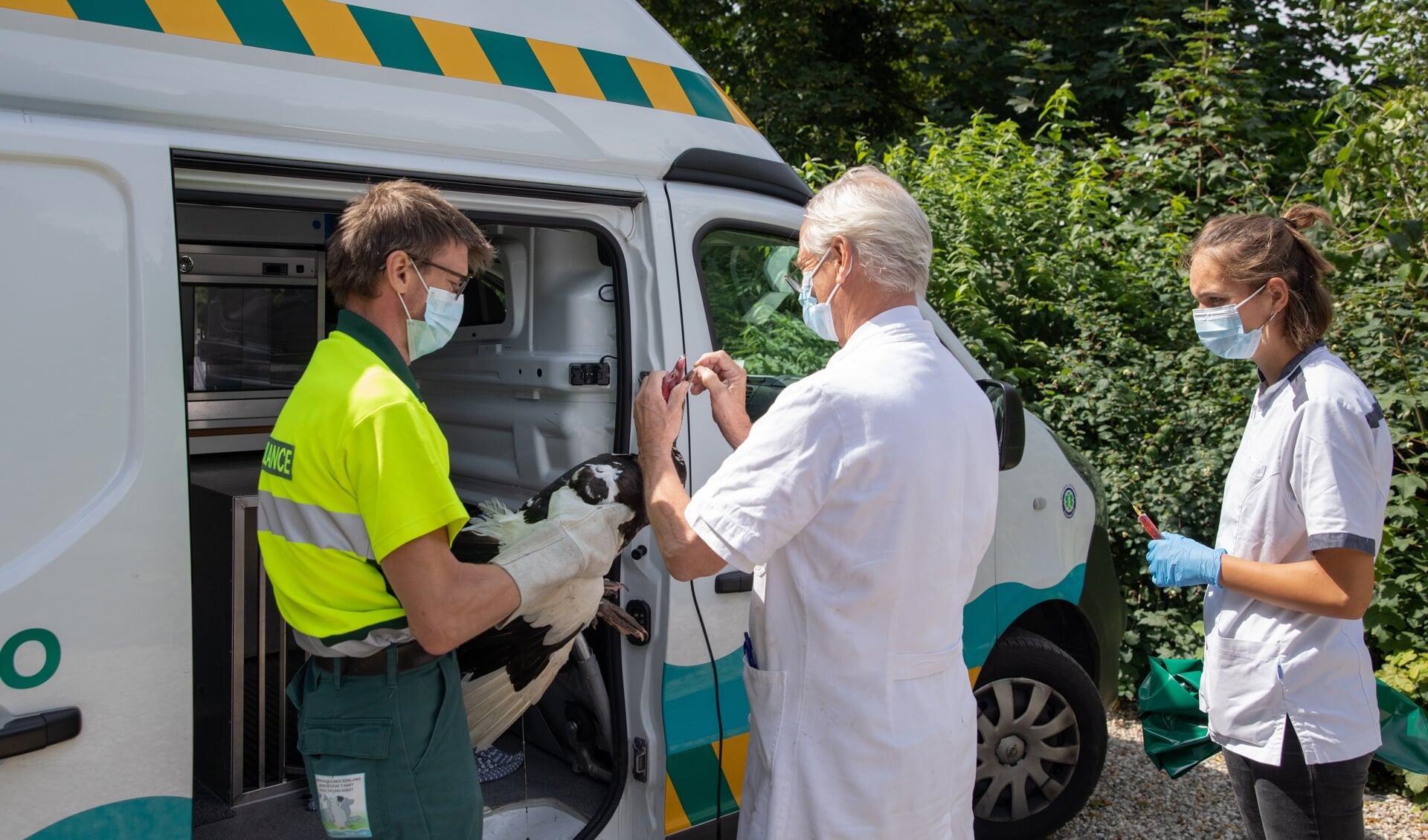 Dierenarts Dijkshoorn ontving de muskuseend zondag van de dierenambulance.