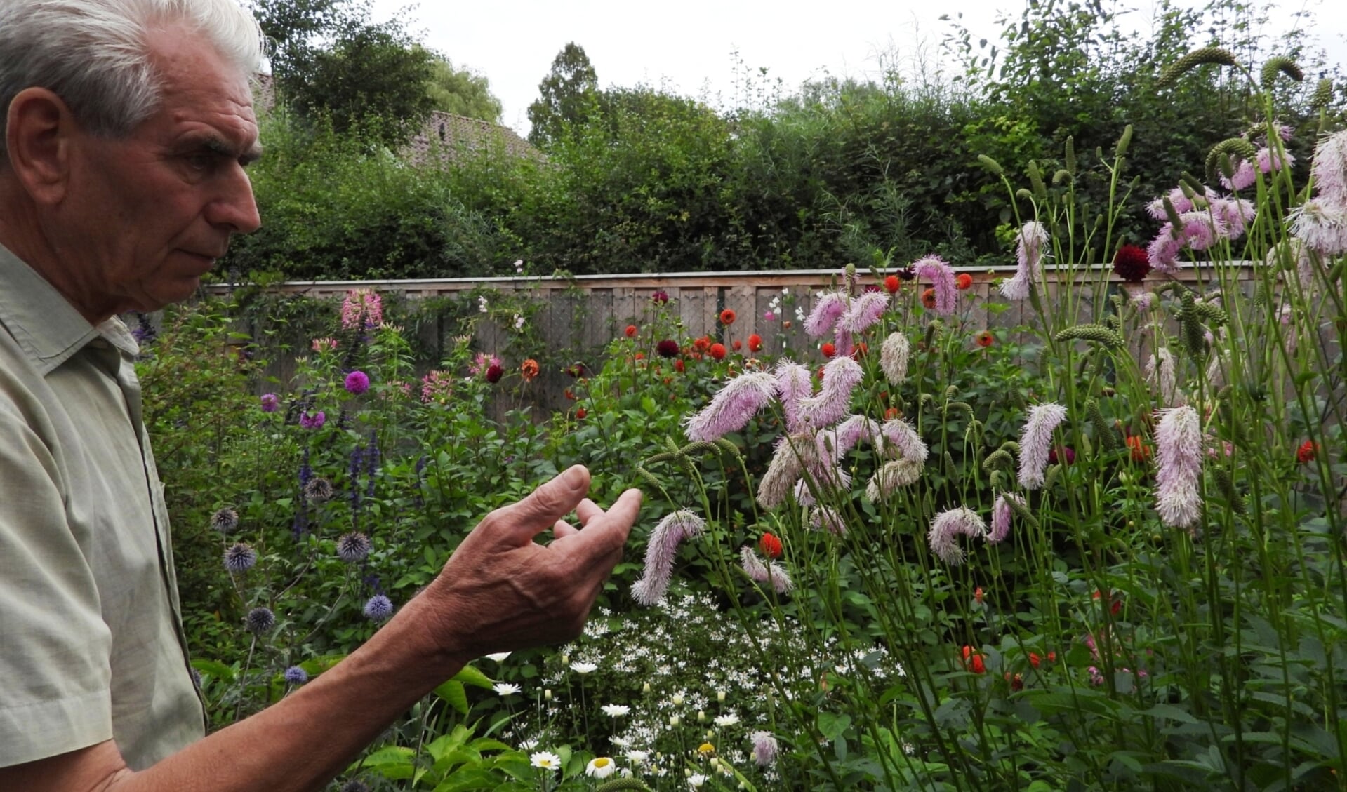 Maas Brink bij voor bijen uitgezochte bloemen in zijn tuin aan de Beekstraat.