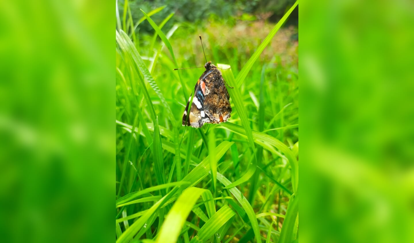 Tijdens wandeling met de hond, zag ik deze mooie Atalanta vlinder tussen het gras, hangend aan een gras spriet. Deze foto is gemaakt in Ede op 19-07-21.