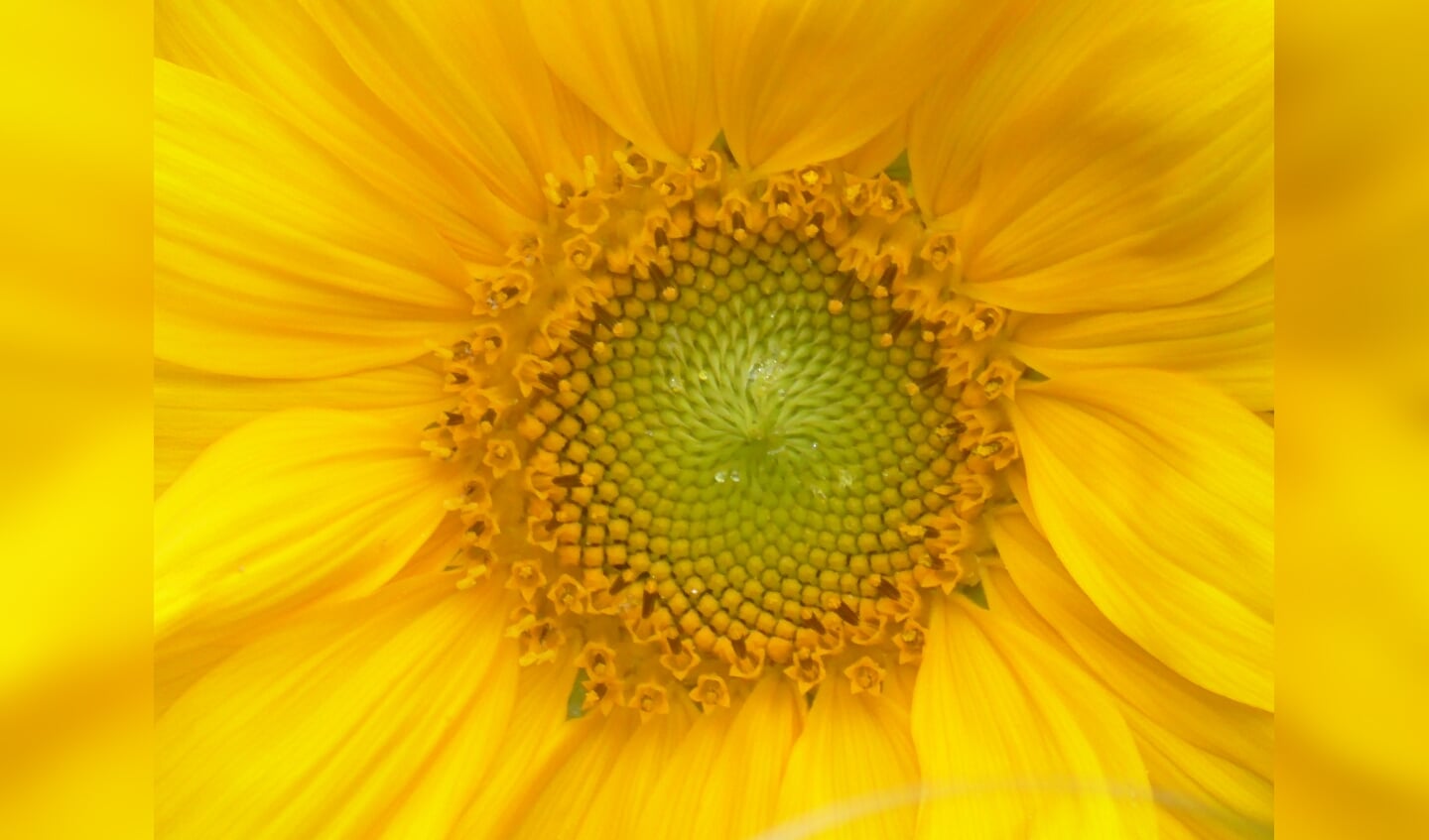 ,,Flora in mijn eigen tuin: het hart van een zonnebloem.