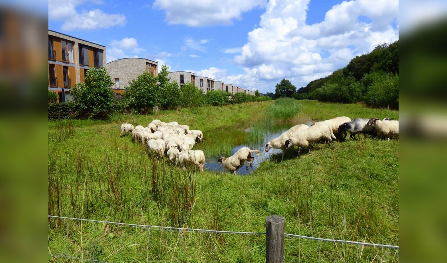 ,,Schapen rennen achter elkaar aan bij de Reelaan in Driebergen op 7 augustus 2021.