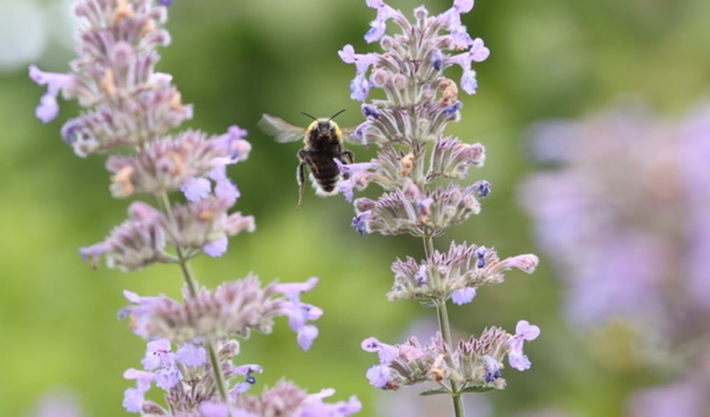 Hommel op kattekruid