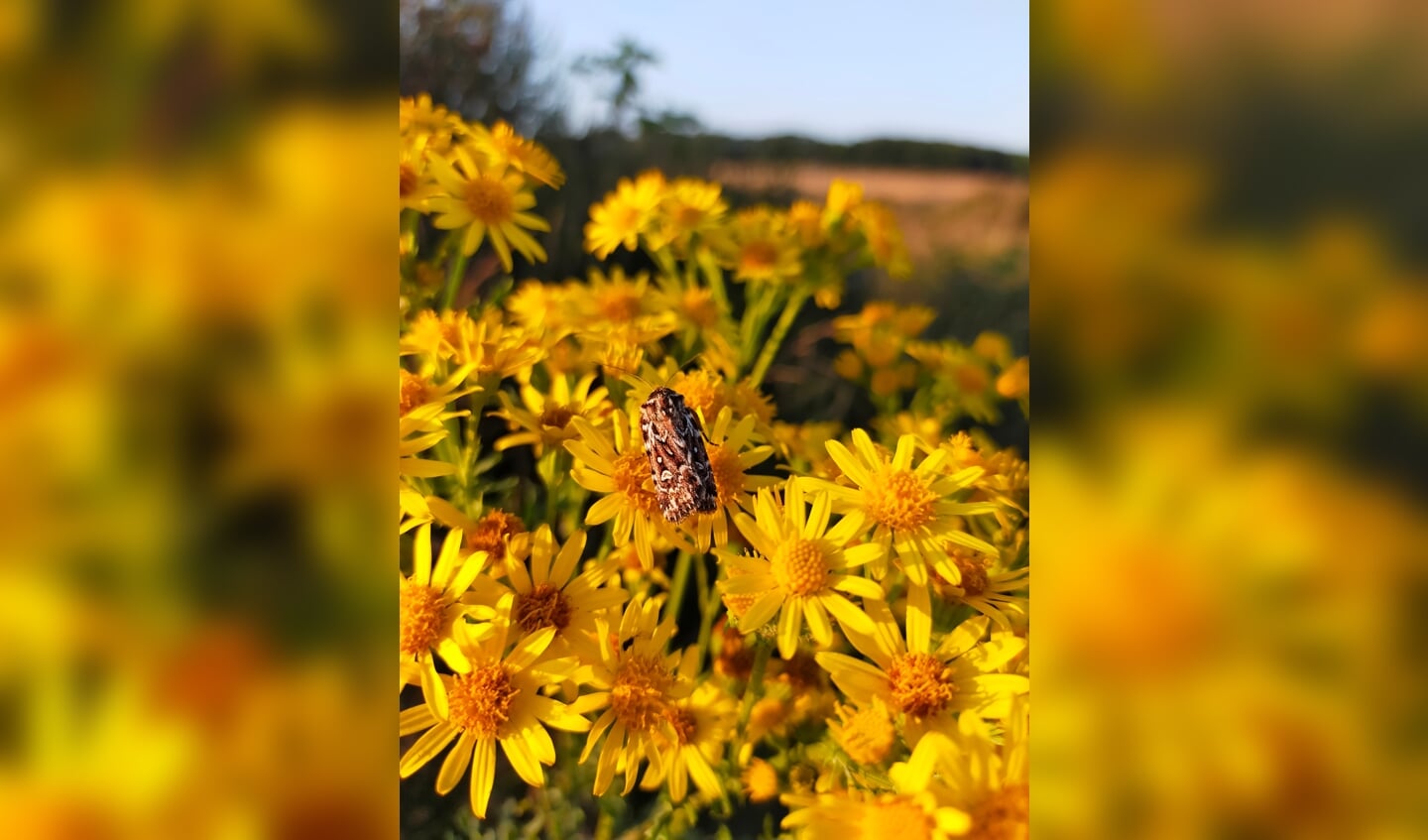 Tijdens een zonnige avondwandeling op de Ginkelse heide in Ede, zag ik een vlinder op de gele bloemetjes. Deze foto is gemaakt op 22-07-21. 
