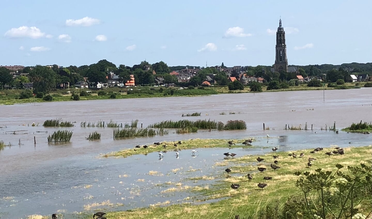 Zicht op Rhenen en de Rijn tijdens de hoge waterstand van de afgelopen dagen. Foto is op zondag 18 juli jl gemaakt. De 4 witte vogels op de voorgrond zijn lepelaars.
