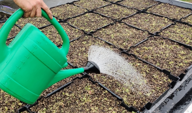 Aanleg van een sedum groen dak