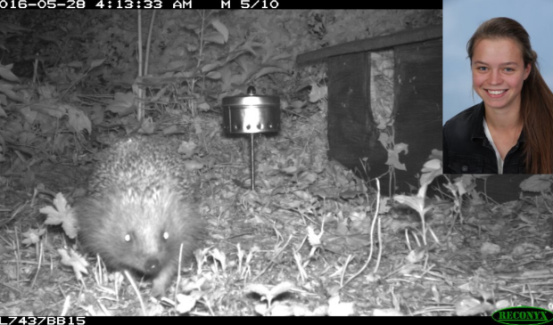 Een egel vastgelegd op een wildcamera en rechtsboven mijzelf (Veerle Haak)