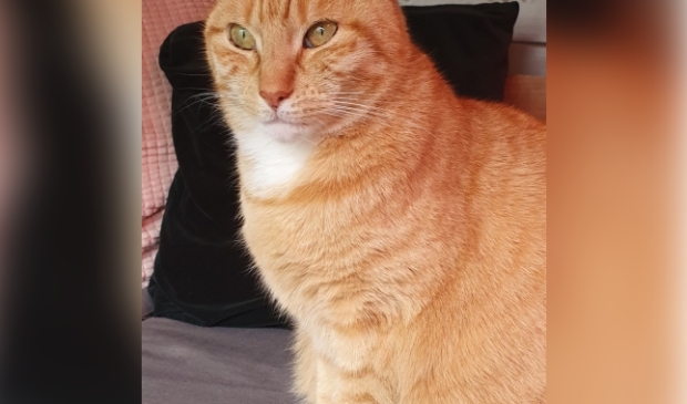 Vermiste kater Brücknerlaantje Nijkerk