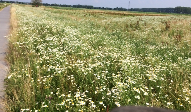 bloemen in de Binnenveldse hooilanden