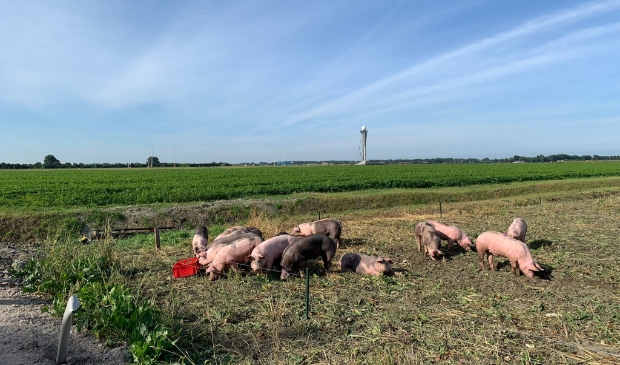 <p>De 20 varkens verblijven op een perceel van 2 hectare tussen de Polderbaan en Zwanenburgbaan.</p>