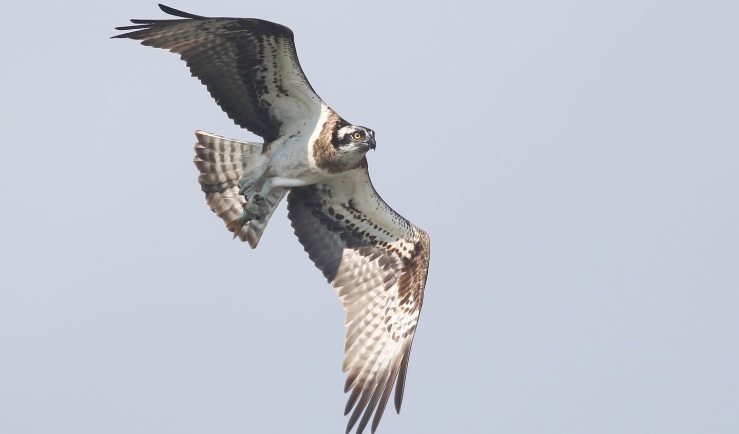 Binnenkort weer in de Biesbosch: de visarend
