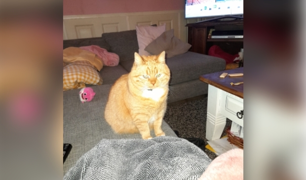 Vermiste poes Valkhof BArneveld.