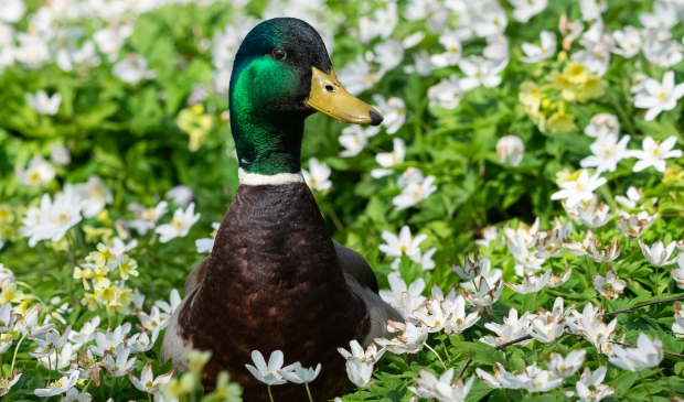 <p>De wilde eend.</p>
