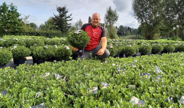 <p>Erwin Adams tussen de Bloombux. Het assortiment van Nova Zembla bestaat verder uit tientallen soorten rhododendrons en azalea's.</p>