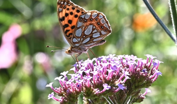 <p>De parelmoervlinder streek neer in de tuin van Heimen Huisman.</p>