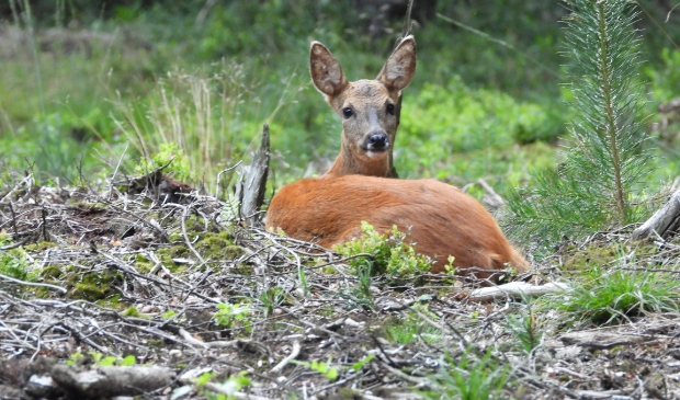 <p>,,Eenmaal in het bos stond ik oog in oog met een ree.''</p>