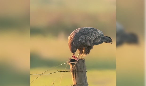Een tafeltje voor één. Zo'n halfuurtje voor de zon onger ging zat deze buizerd aan een uitgebreid diner en heeft zijn bordje netjes leeg gegeten.